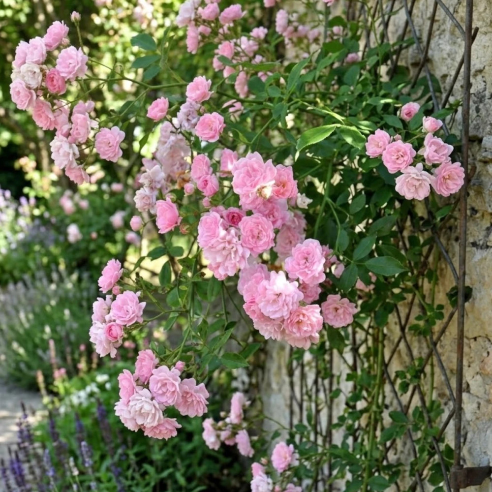 Rosier liane Banksiae Rosea