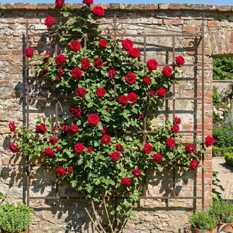 Rosier grimpant Edith Piaf® 'Meiramboysar'