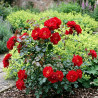 Rosier paysager Decorosier® New Vesuvia® \'Noa 71680\'