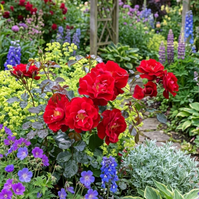 Rosier paysager Decorosier® New Vesuvia® 'Noa 71680'