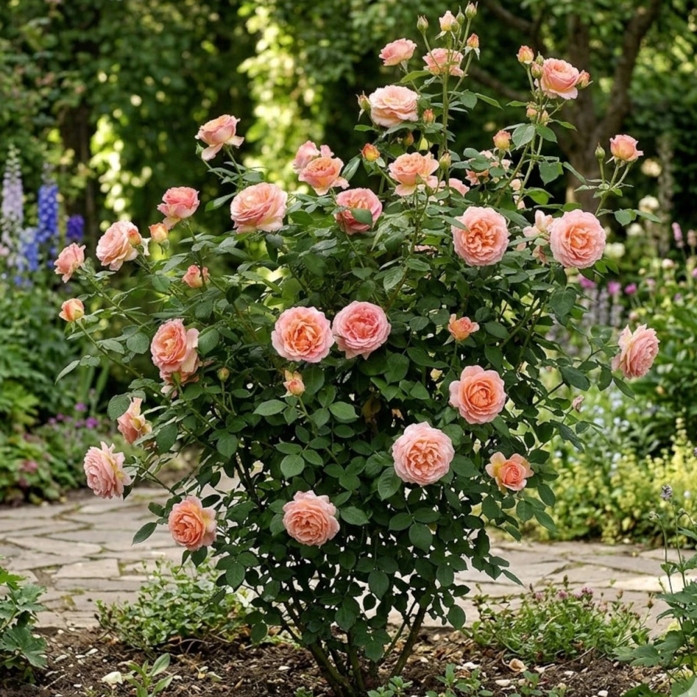 Rosier arbustif Elle® 'Meibderos'