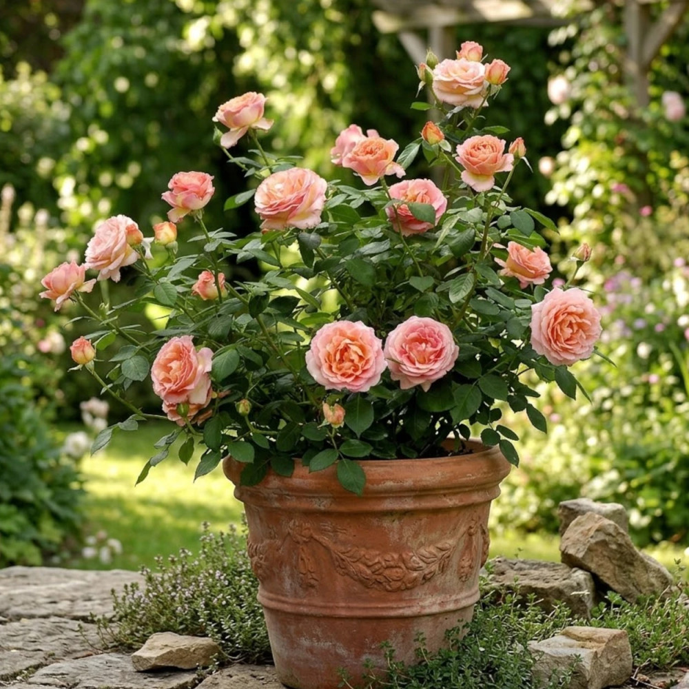 Rosier arbustif Elle® 'Meibderos'