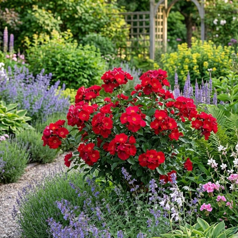 Rosier paysager Pink Flash® 'Trakeeplac'