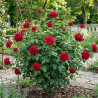 Rosier à grandes fleurs Jacques Prevert® \'Meimouslin\'