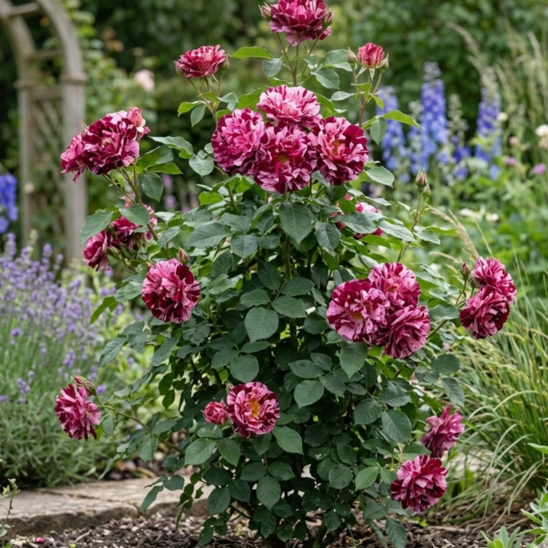 Rosier à grandes fleurs New Imagine® 'Dormelo'