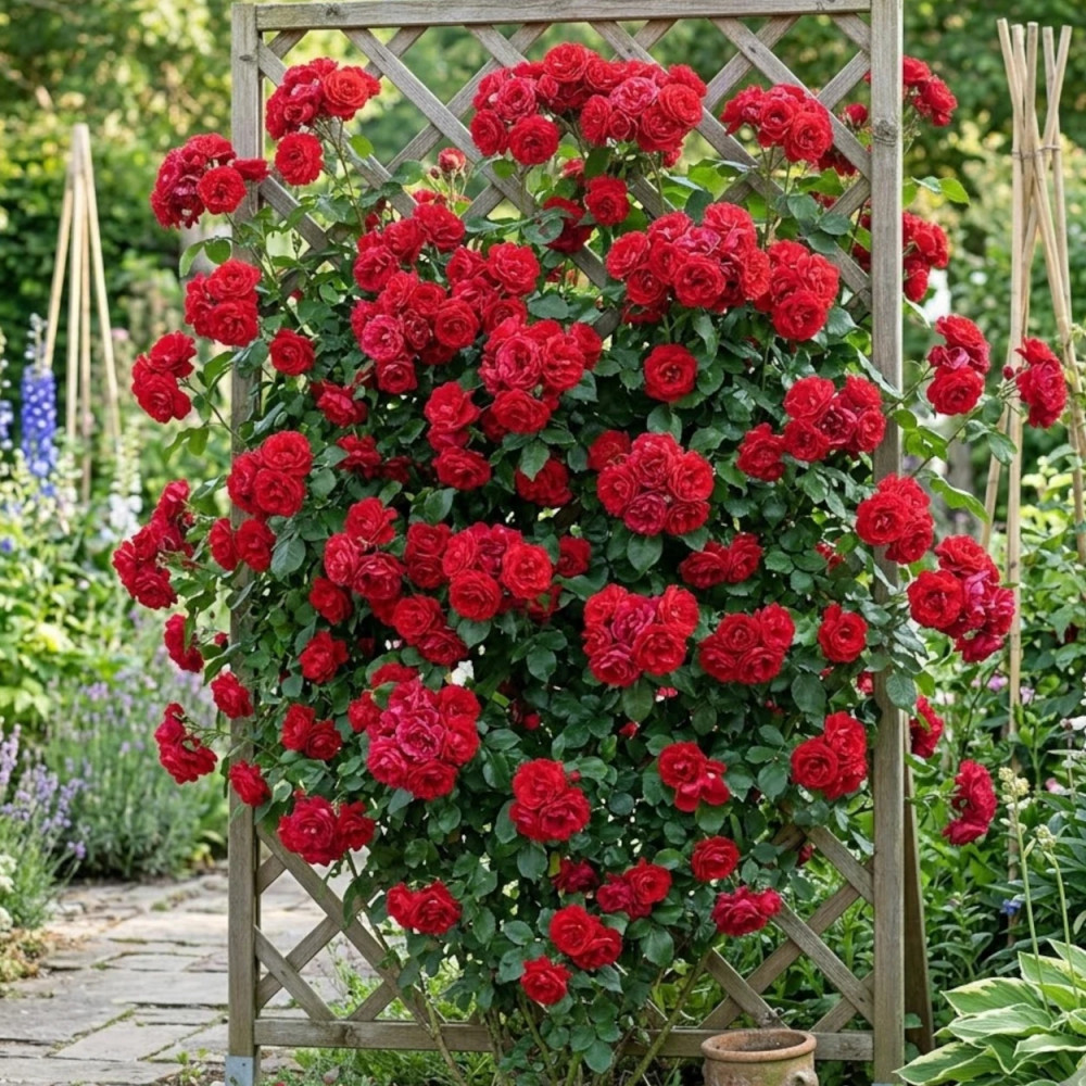 Rosier grimpant Negresco® 'Meigrappo'