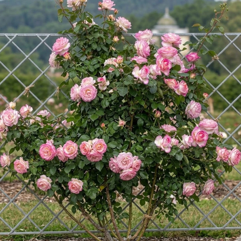 Rosier grimpant Princesse De Monaco® 'Meibergamu'