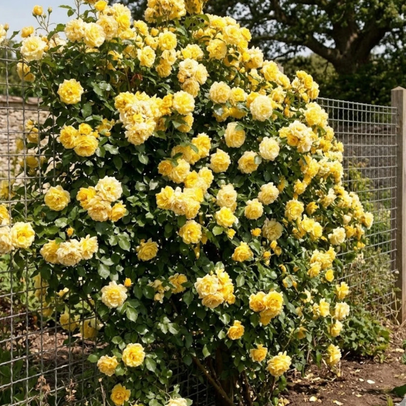 Rosier grimpant Rimosa® 'Meigro-nurisar'