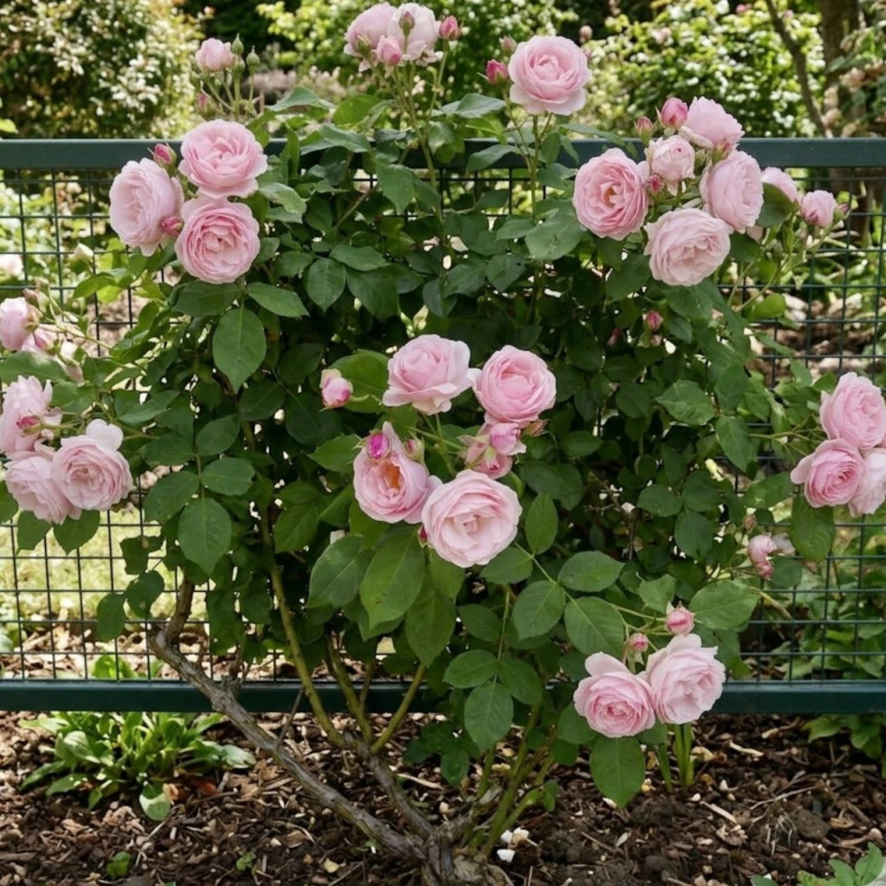 Rosier grimpant Billet Doux® 'Delrosar'