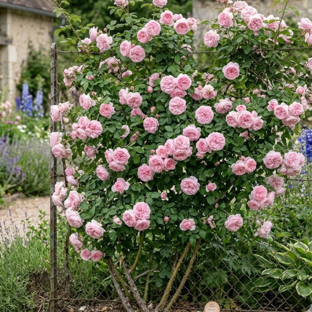 Rosier grimpant Kiss Me Kate 'KORnagelio'