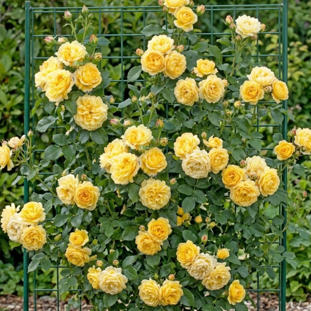Rosier grimpant Bellagio® 'Lapgio'