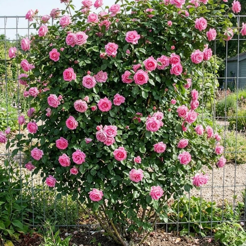 Rosier grimpant Parfum Royal® 'Nirparf'