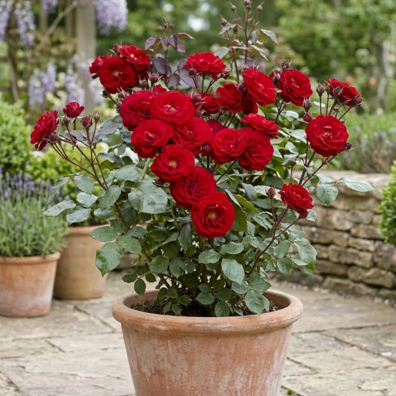 Roiser Rosier Europeana : Rosier à fleurs groupées rouge éclatant