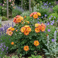 Rosier à fleurs groupées Flame Babylon Eyes® - SILENCE, ça pousse !