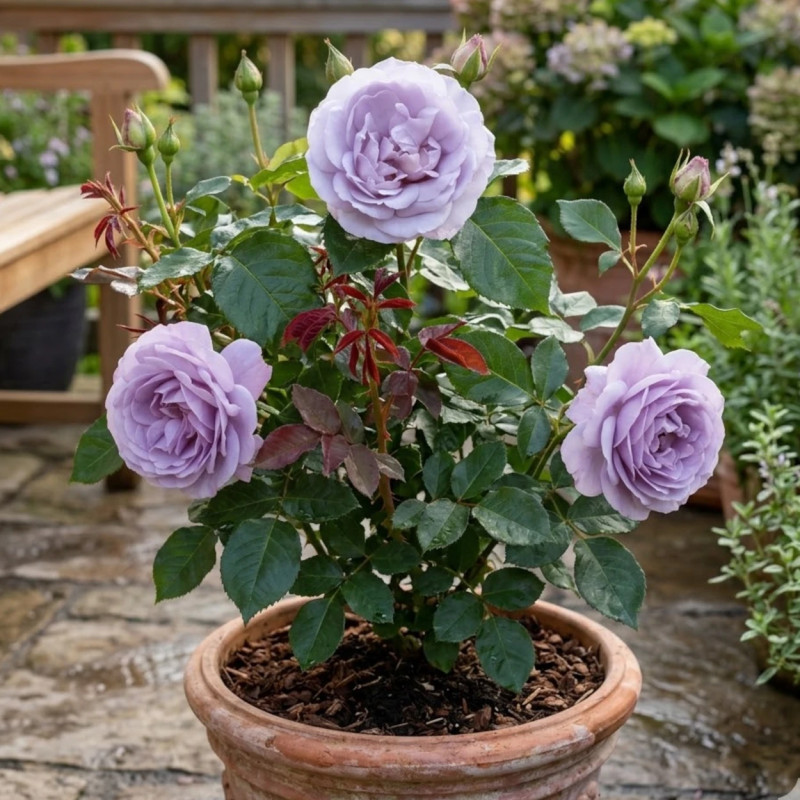 Rosier à fleurs groupées Lady Perfume® - SILENCE, ça pousse !