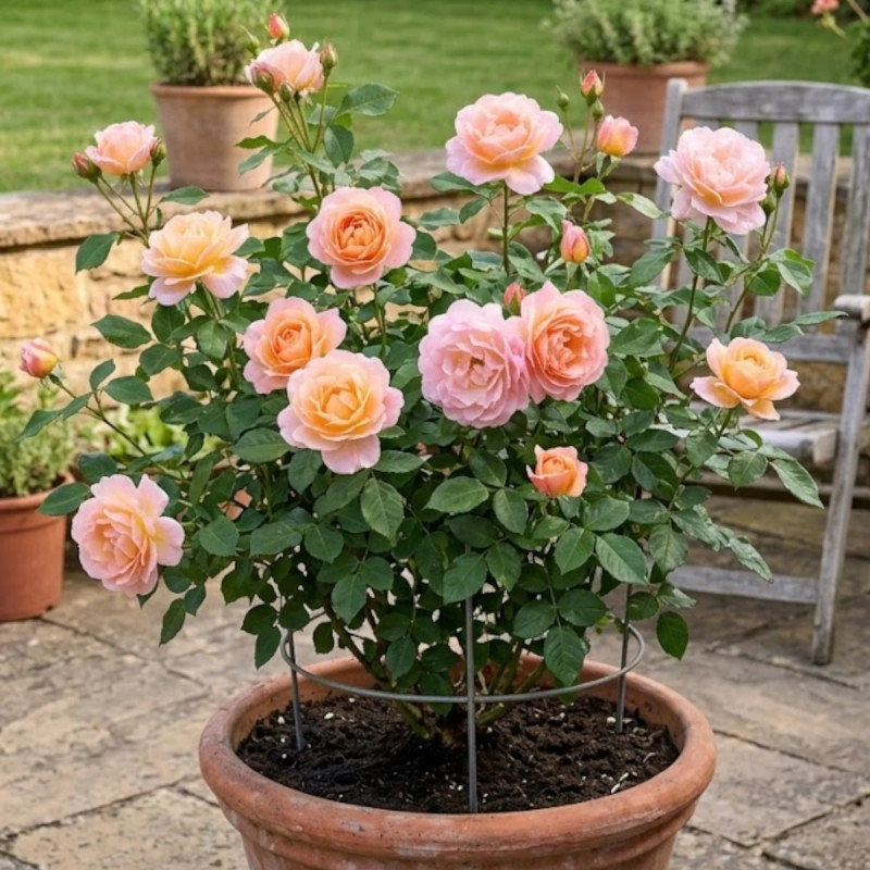 Rosier à grandes fleurs Isabelle Autissier® 'Adasilthe'
