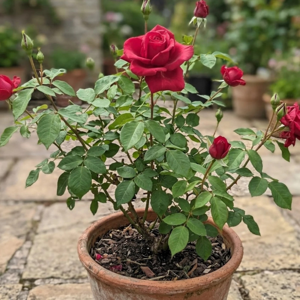 Rosier à grandes fleurs Jacques Prevert® 'Meimouslin'