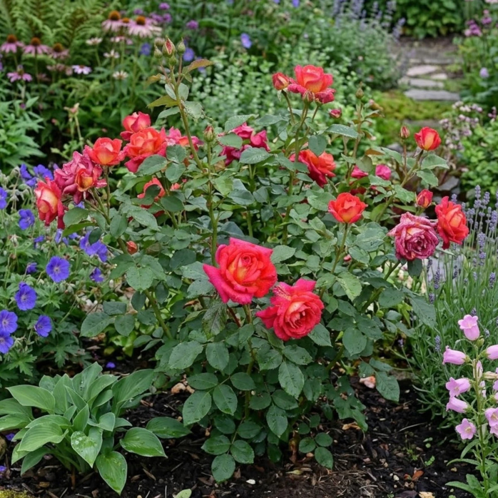 Rosier à grandes fleurs Parfum de Grasse®'ADAvorjap'