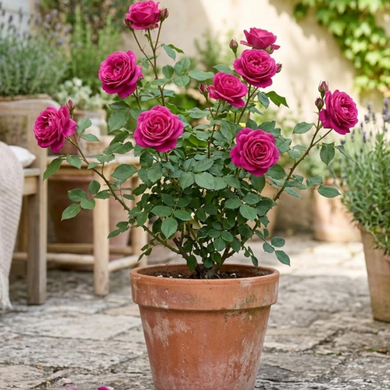 Rosier à grandes fleurs Paris Match® 'Richotale'