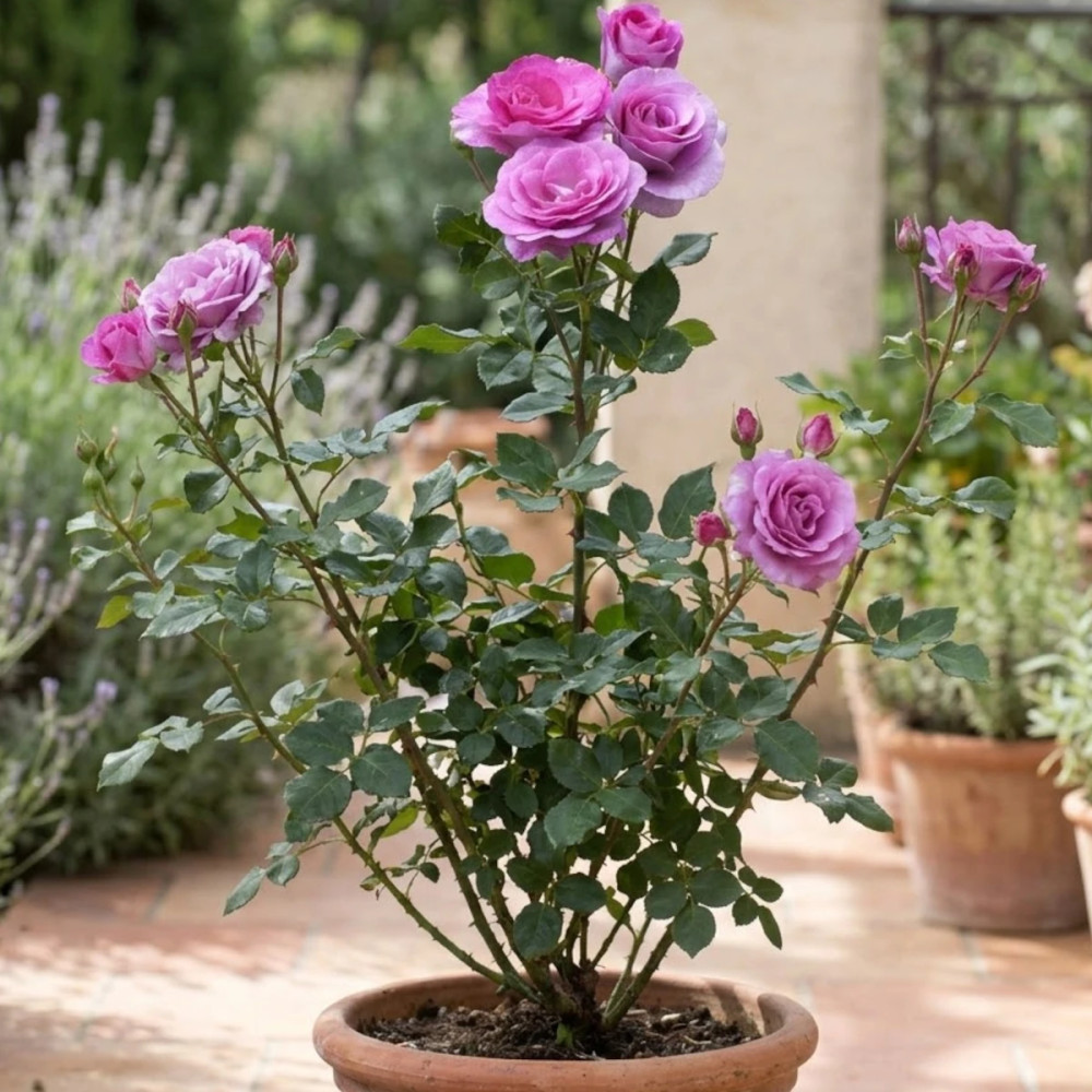Rosier à grandes fleurs Violette Parfumée