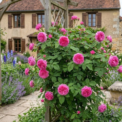 Rosier ancien Rose de Rescht - SILENCE, ça pousse !
