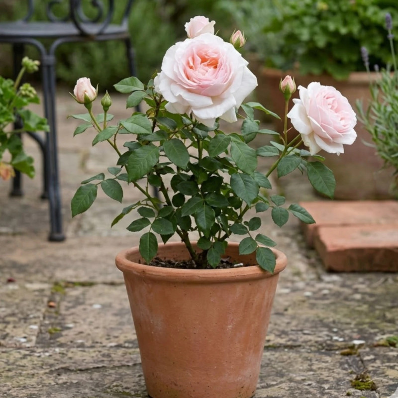 Rosier à grandes fleurs Andre Le Notre® 'Meiceppus'