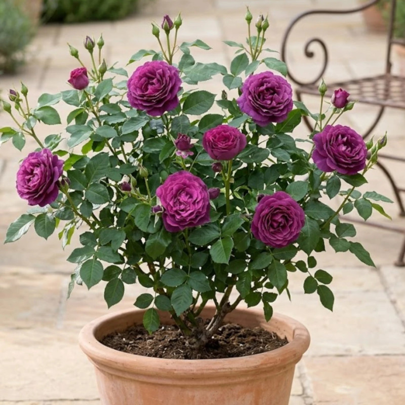 Rosier à fleurs groupées Blue Eden® 'Wekisosblip'