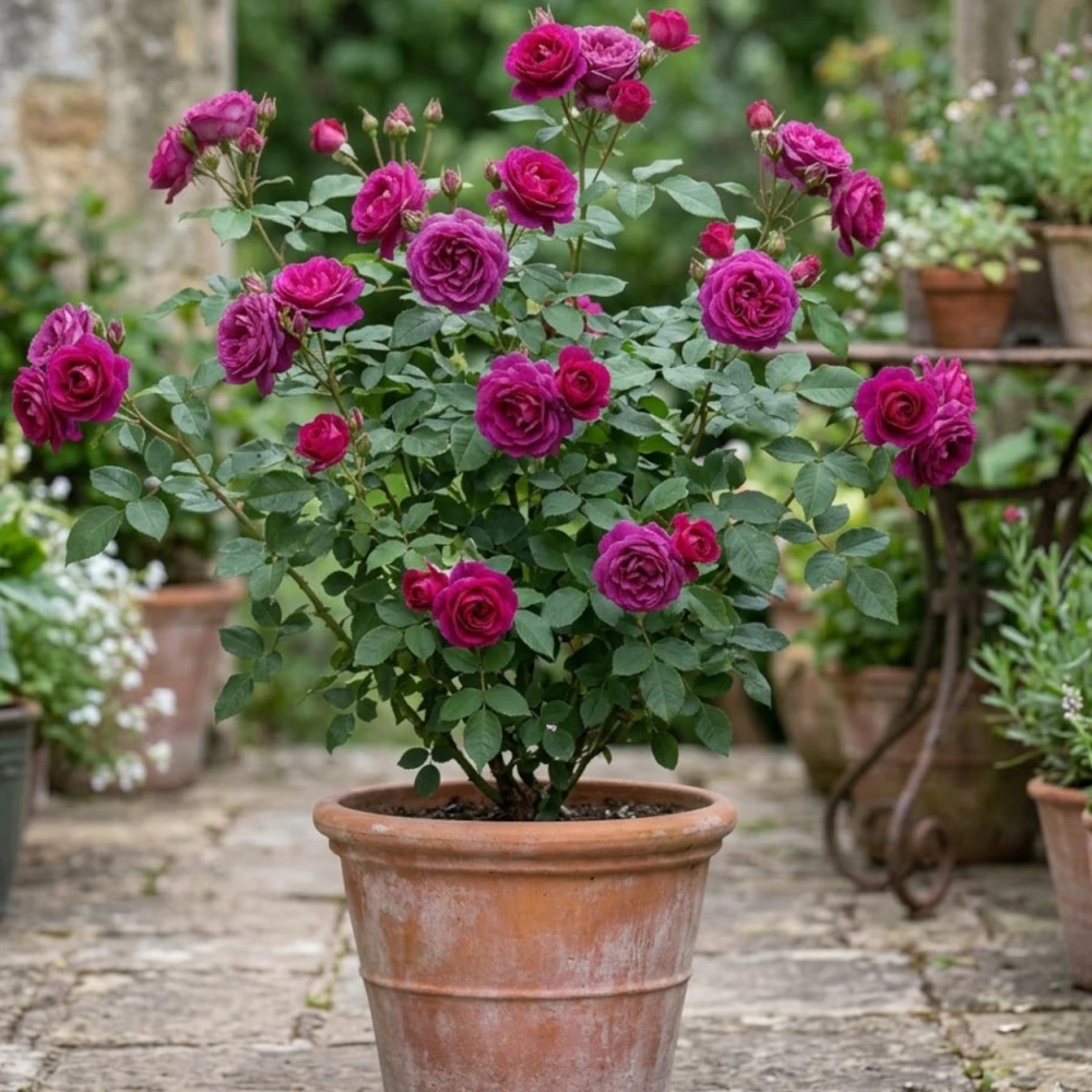 Rosier à fleurs groupées Bluebell® 'Meimindefer' Rosier à fleurs groupées Bluebell® 'Meimindefer'