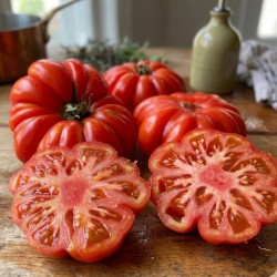 Plant de tomate Costoluto Genovese type Marmande