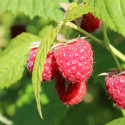 Framboisier Little Red Princess®
