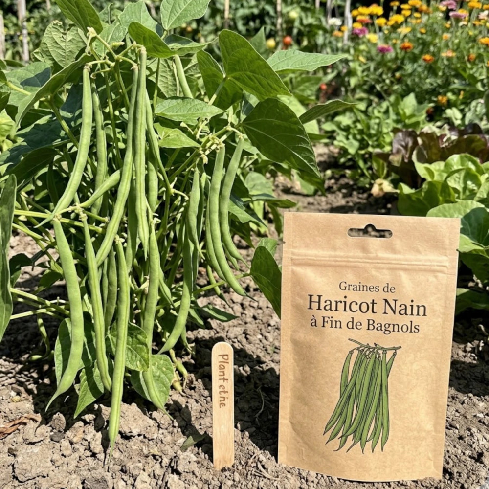 Graines de Haricot Nain à filet Fin de Bagnols