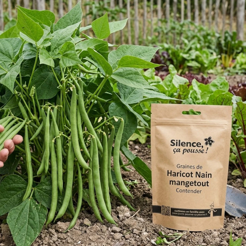 Graines de Haricot Nain mangetout Contender - Silence ça Pousse !