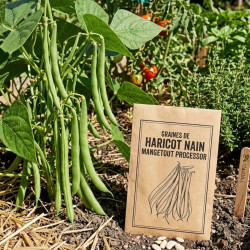 Graines de Haricot Nain mangetout Processor