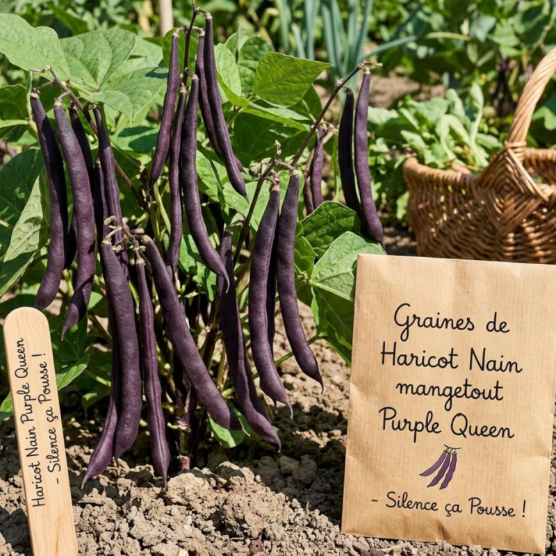 Graines de Haricot Nain mangetout Purple Queen - Silence ça Pousse !