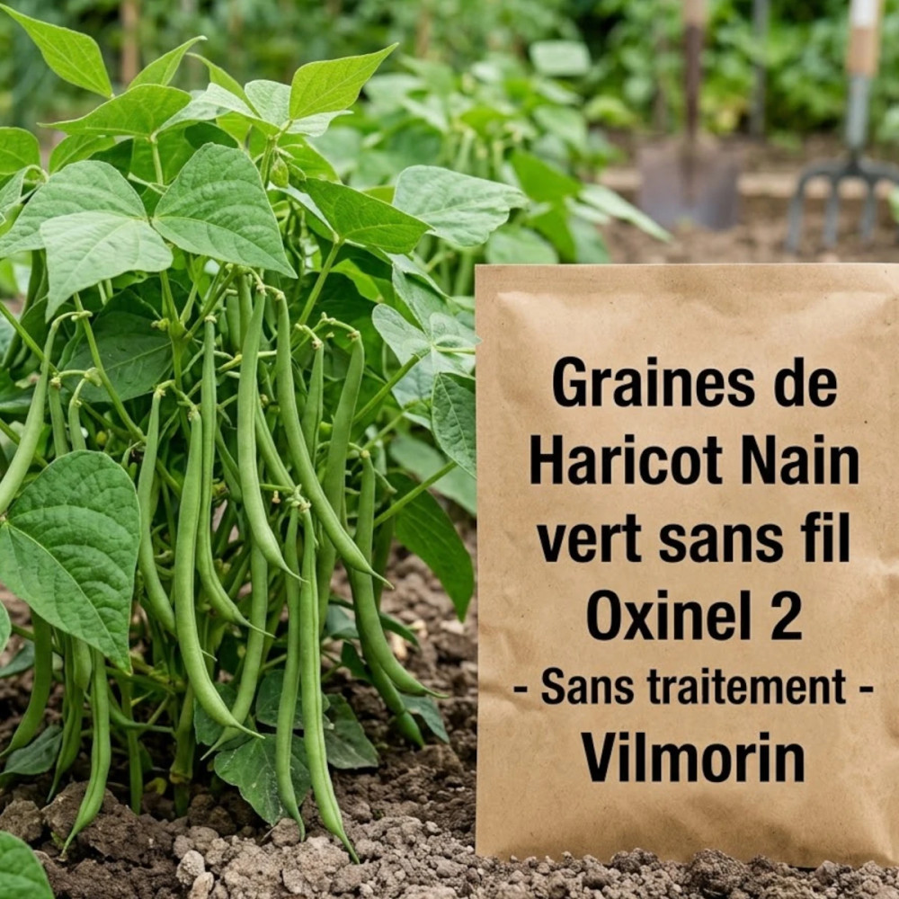 Graines de Haricot Nain vert sans fil Oxinel 2 - Sans traitement - Vilmorin Graines de Haricot Nain vert sans fil Oxinel 2 - Sans traitement - Vilmorin