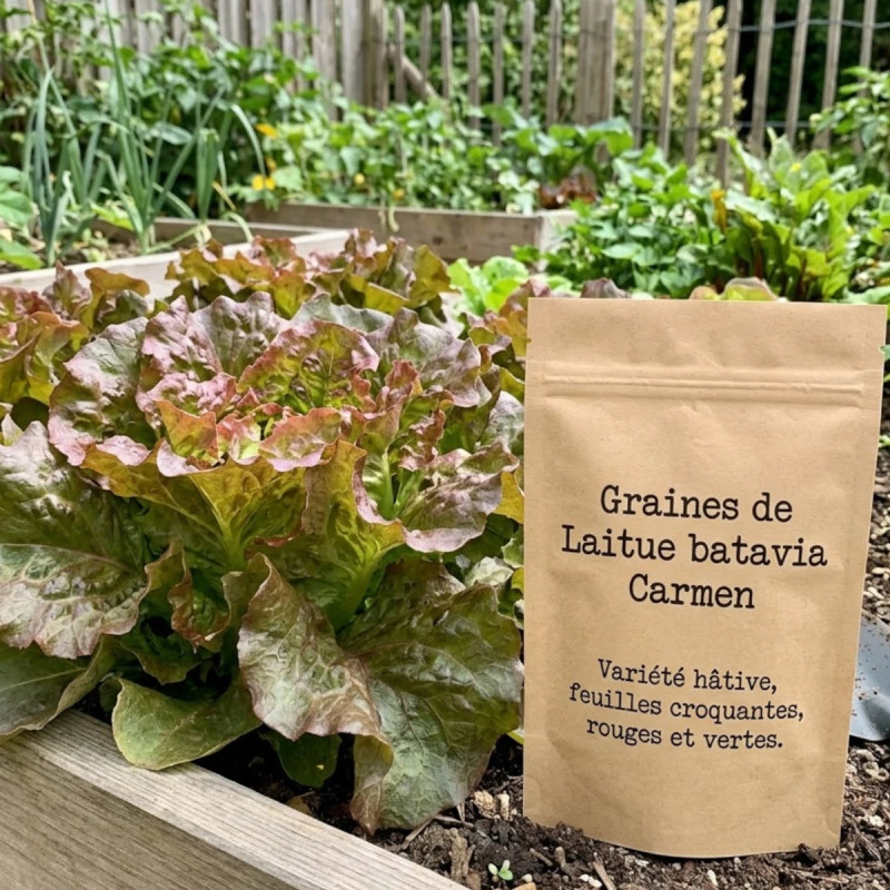 Graines de Laitue batavia Carmen