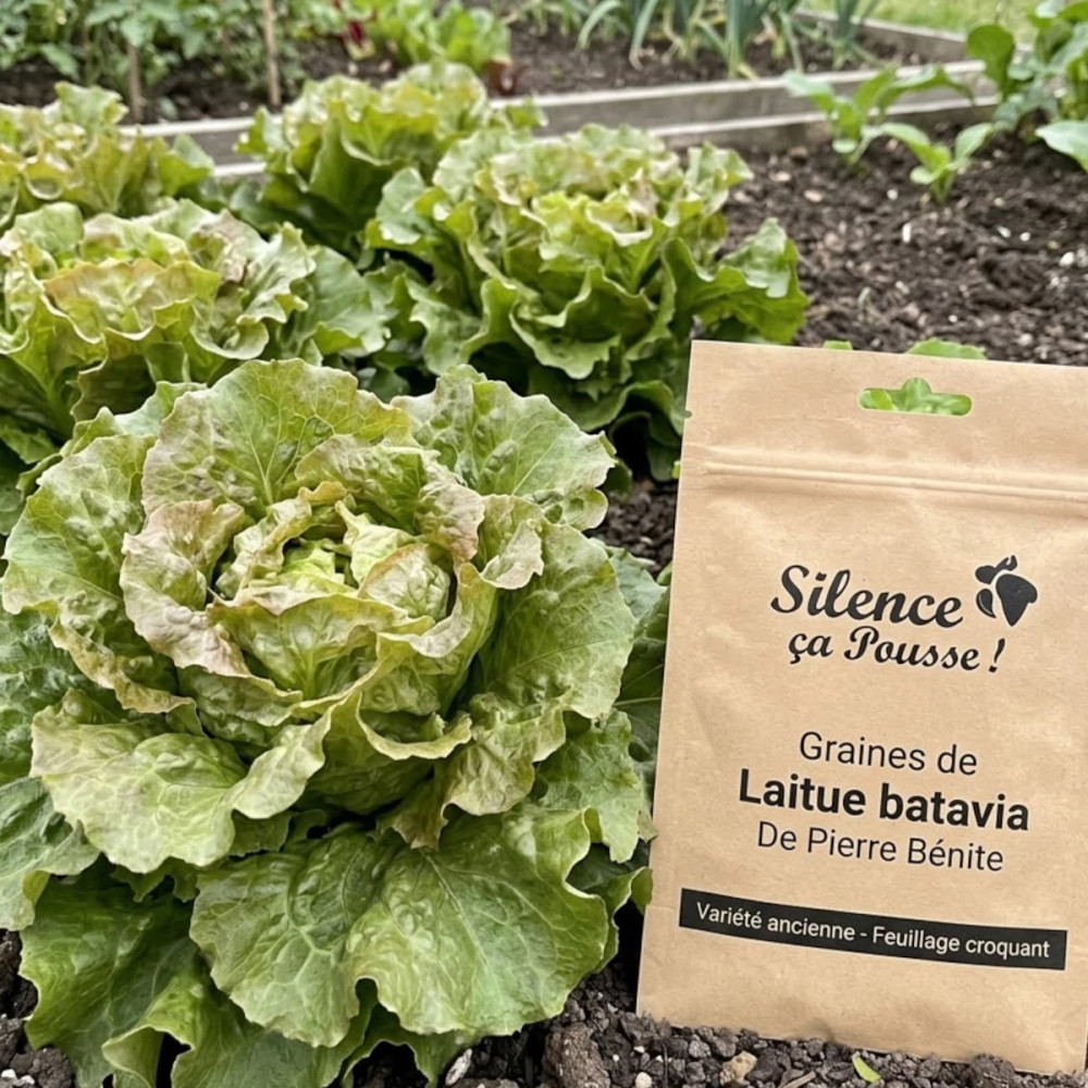 Graines de Laitue batavia De Pierre Bénite - Silence ça Pousse !