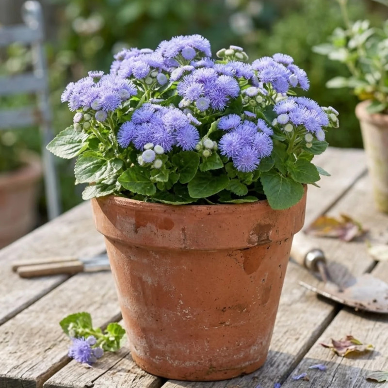 Ageratum Bleu
