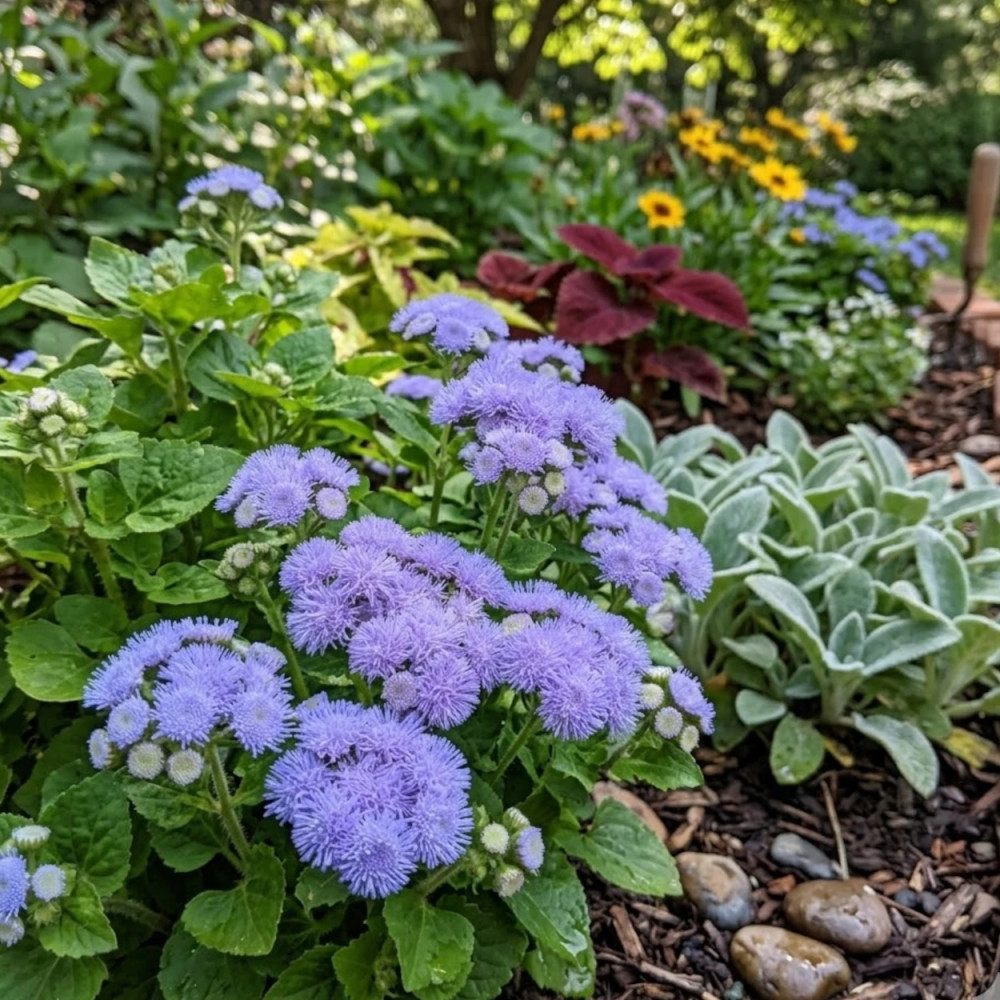 Ageratum Bleu