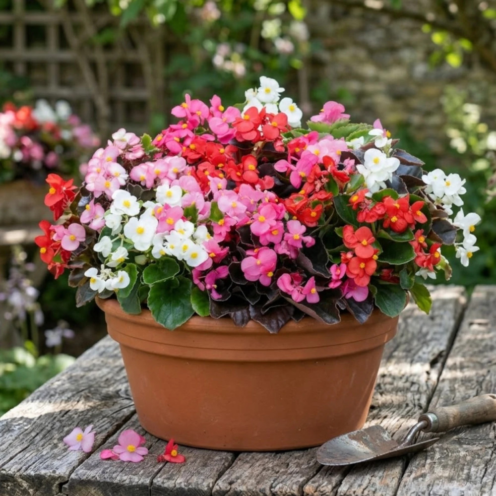 Bégonia de jardin Varié