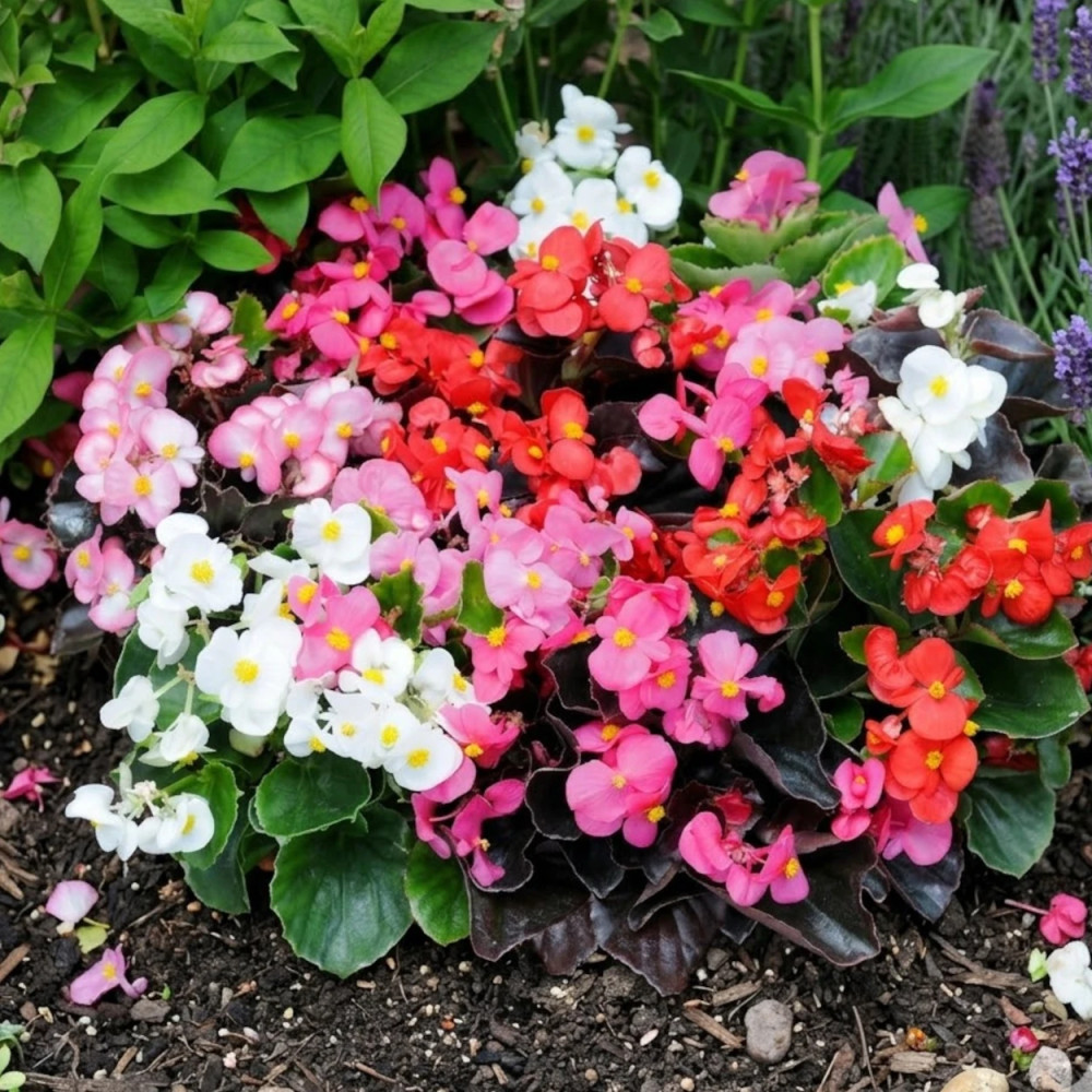 Bégonia de jardin Varié