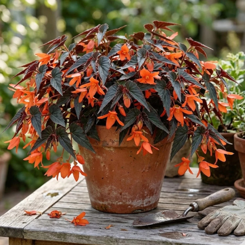Bégonia Summerwings