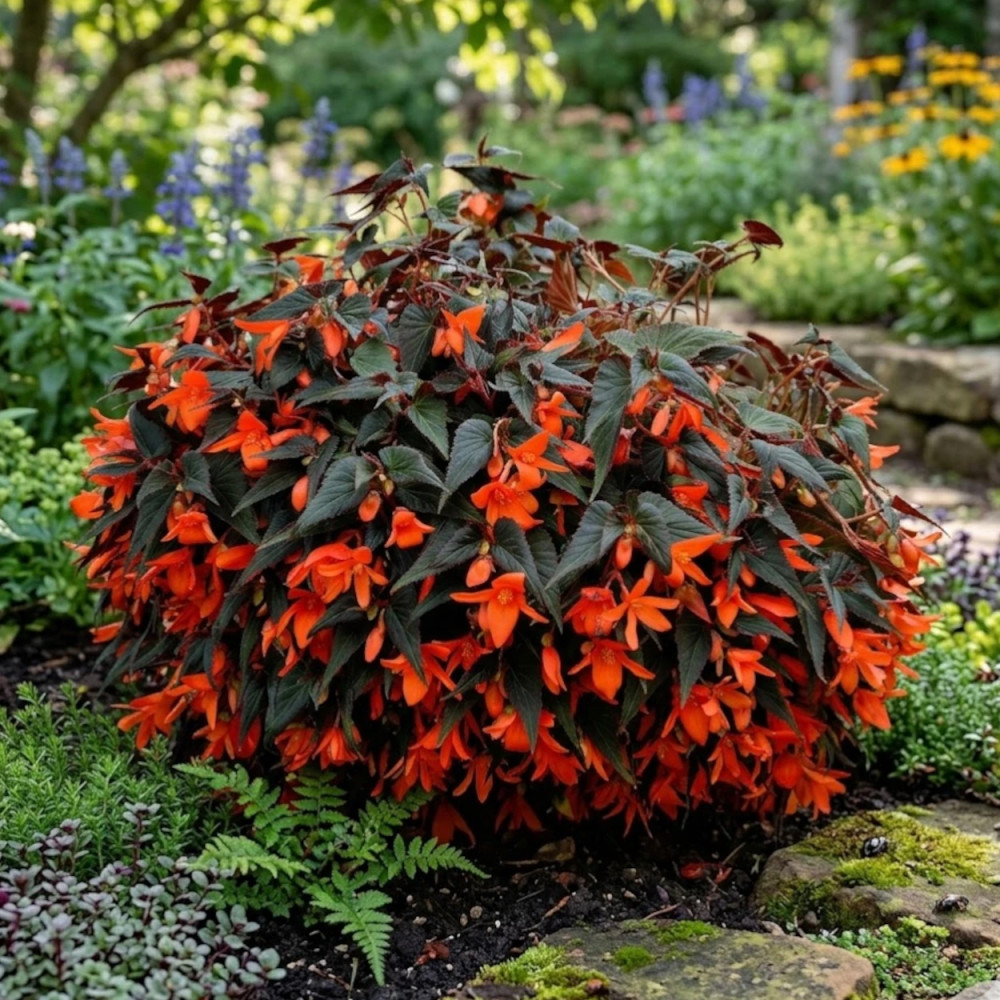 Bégonia Summerwings
