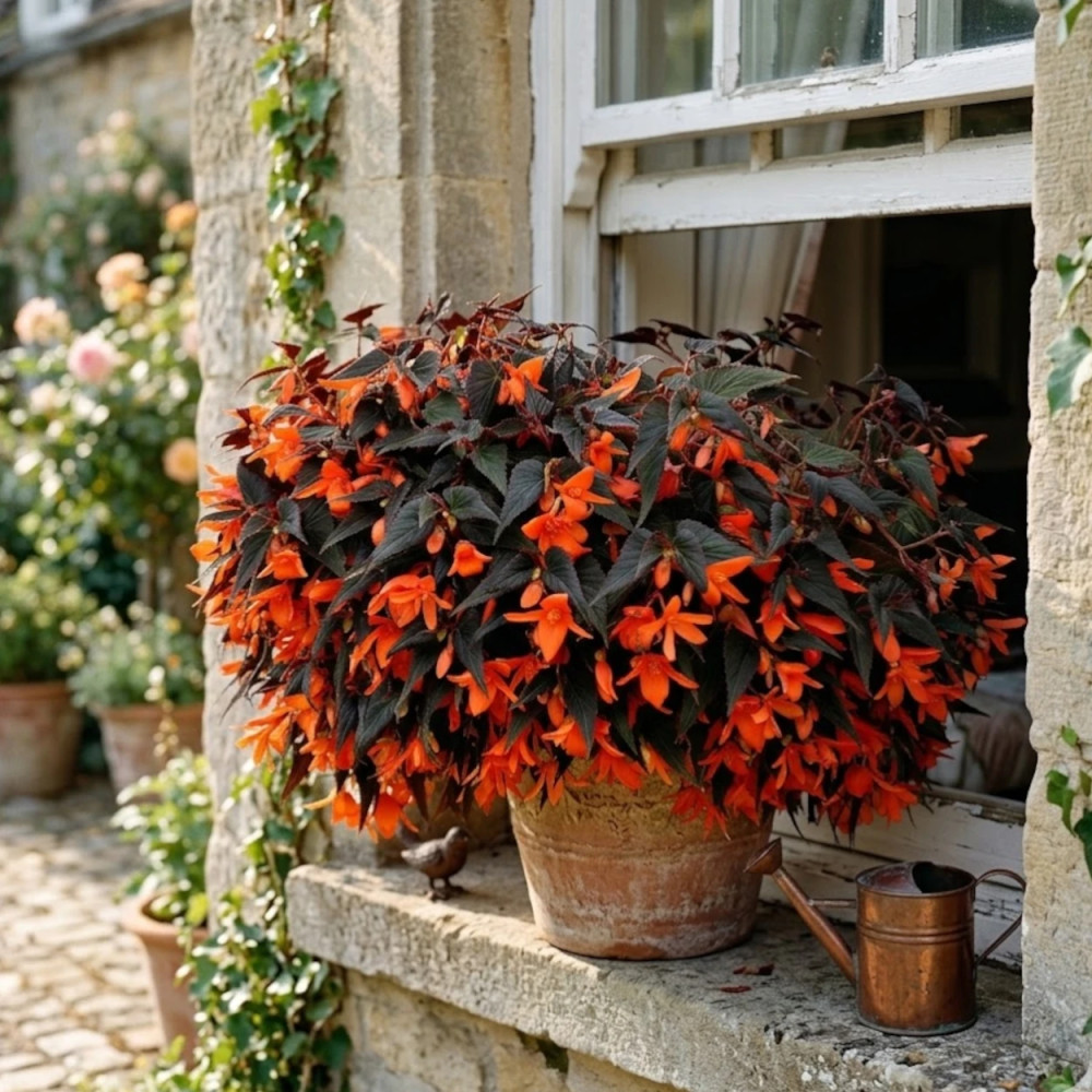 Bégonia Summerwings