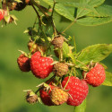 Framboisier Aroma Queen® 'Aromquee'