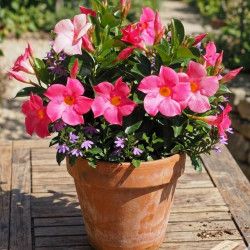Dipladenia - Jasmin du Brésil Luteva® Rose