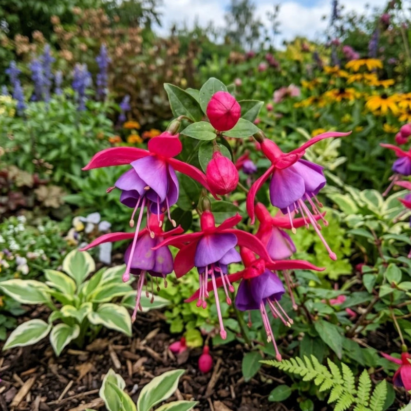 Fuchsia annuel varié