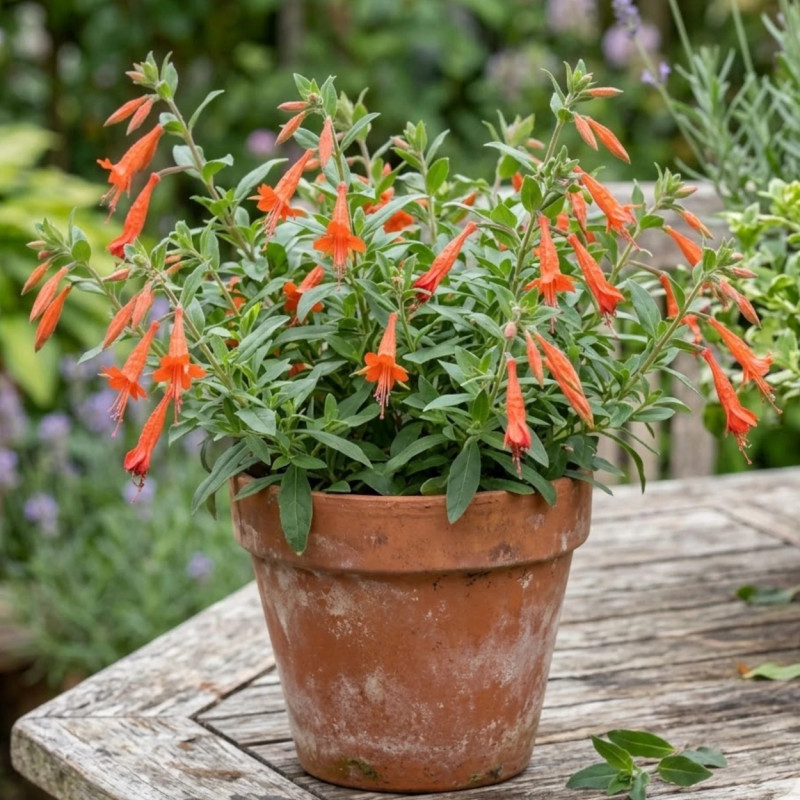 Fuchsia de Californie
