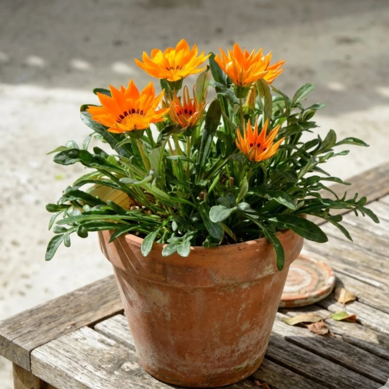 Gazania varié