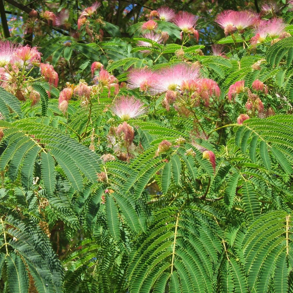 Arbre à soie, Albizia